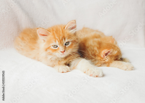 Sleepy mainecoon kittens