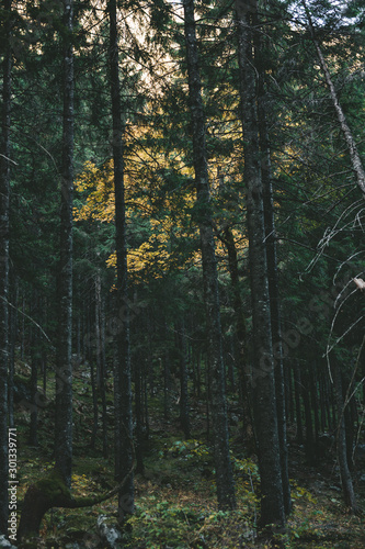 Fototapeta Naklejka Na Ścianę i Meble -  Fir trees in the heart of the mountains. Dark trees.