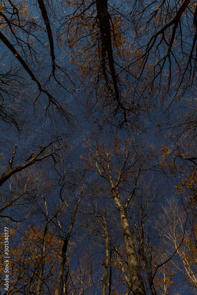 Night Autumn forest under the moonlit and starry sky Night Autumn forest under the moonlit and starry sky