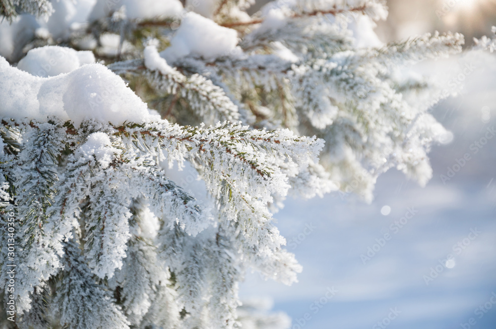 Icy-covered spruce branches on the background of a white snowy field. Christmas background.