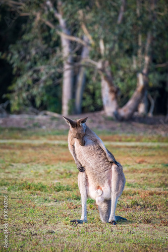A kangaroo eating grass in the wild in Coombabah Queensland 