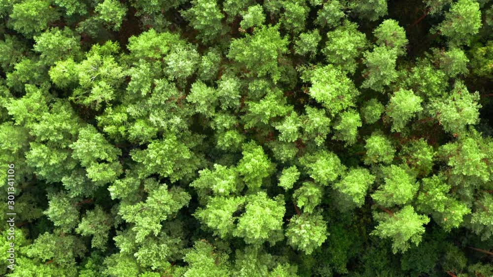 Top down view of swaying trees on wind Top down view of swaying trees on wind