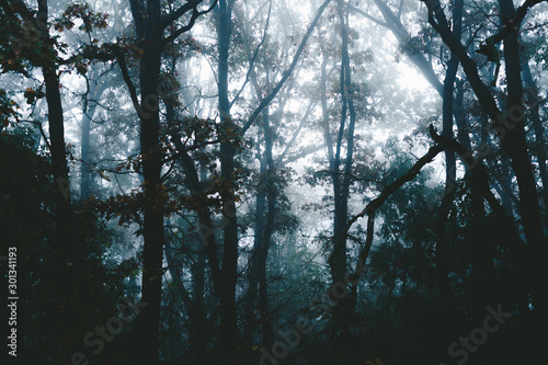 Dense fog in the middle of the forest