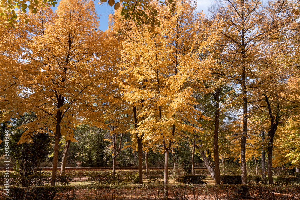 Landscape of trees with their orange autumn leaves. Aranjuez Madrid Spain