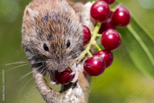 The bank vole (Myodes glareolus) eats red ripe berries