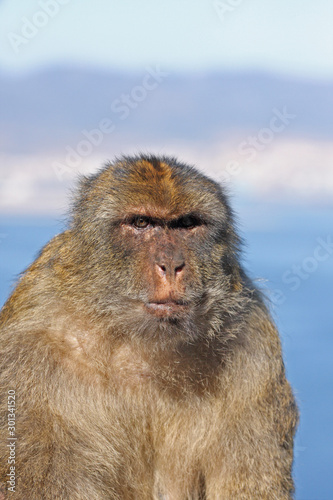 Portrait of a babrbary macaque in Gibraltar © Kersti Lindström