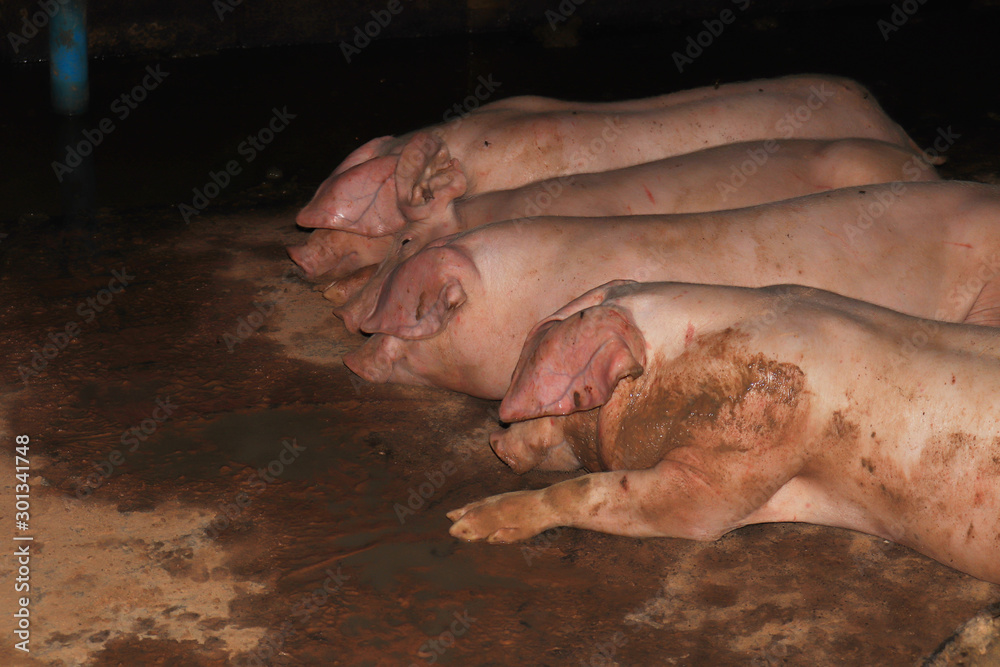 pig in the mud pig in the mud