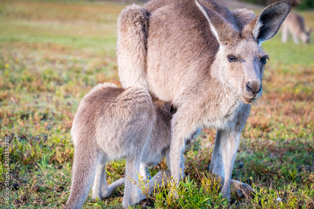 A kangaroo and joey in the wild in Coombabah Queensland 