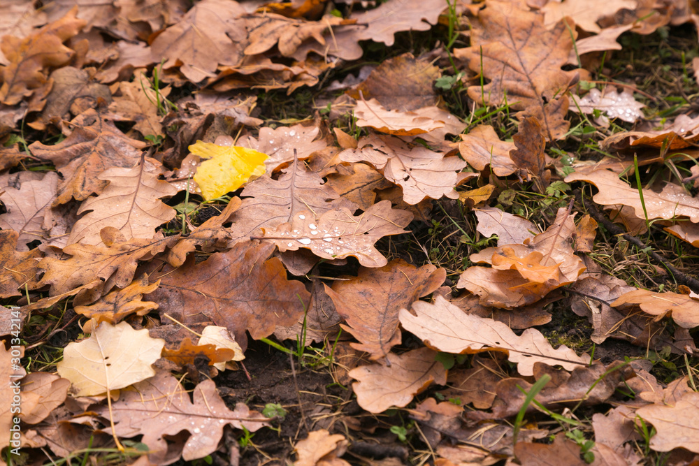 Natural leafy background. Fallen leaves of deciduous trees lie carpet on the ground