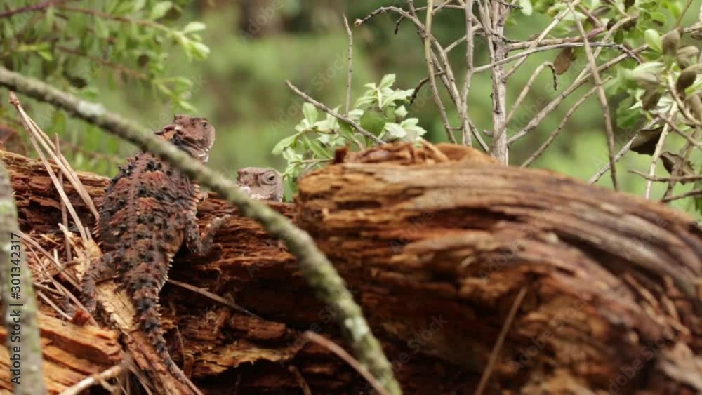 Two Mexican plateau horned lizards standing on a wood log Two Mexican plateau horned lizards standing on a wood log