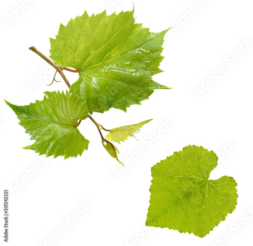 Fresh Green Grape Leaf isolated on white background