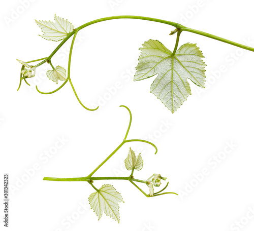 branch with green leaves isolated on white
