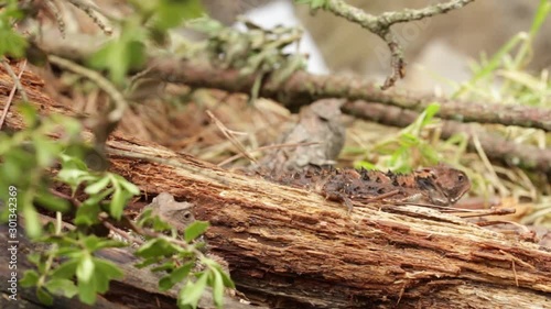 Mexican plateau horned lizards exploring the forest soil photo