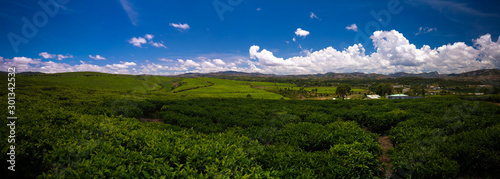 Landscape with tea fields at Sahambavy, Fianarantsoa ,Madagascar