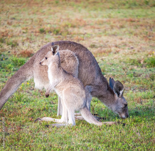 A kangaroo and joey in the wild in Coombabah Queensland 