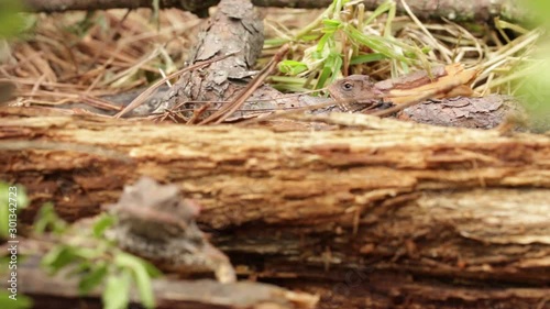 Mexican plateau horned lizards exploring the forest soil photo