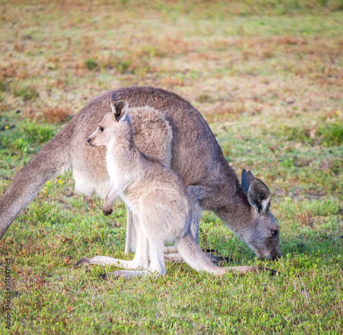 A kangaroo and joey in the wild in Coombabah Queensland 