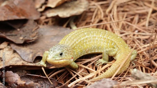 Close up of Barisia imbricata, mexican endemic lizard photo