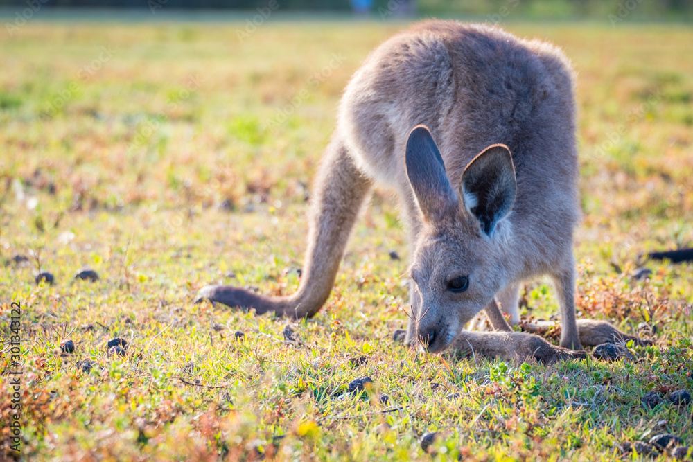 A joey in the wild in Coombabah Queensland A joey in the wild in Coombabah Queensland