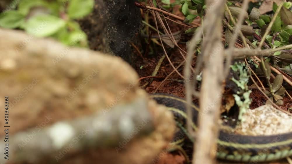 Garter snake (Thamnophis spp.) in Mexican forest of Hidalgo Garter snake (Thamnophis spp.) in Mexican forest of Hidalgo