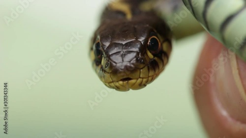 Biologist hand holding a Garter snake (Thamnophis spp.)