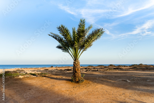 palm tree in early evening
