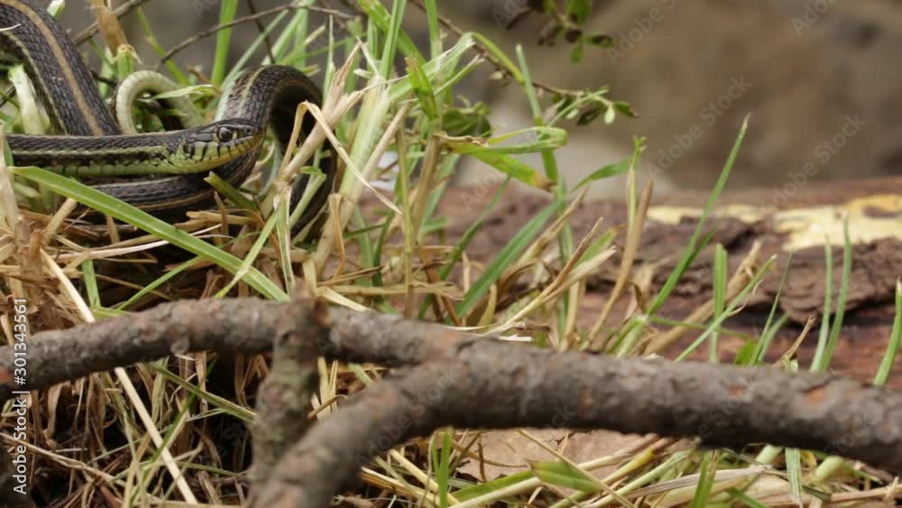 Garter snake (Thamnophis spp.) on the look out for prey Garter snake (Thamnophis spp.) on the look out for prey