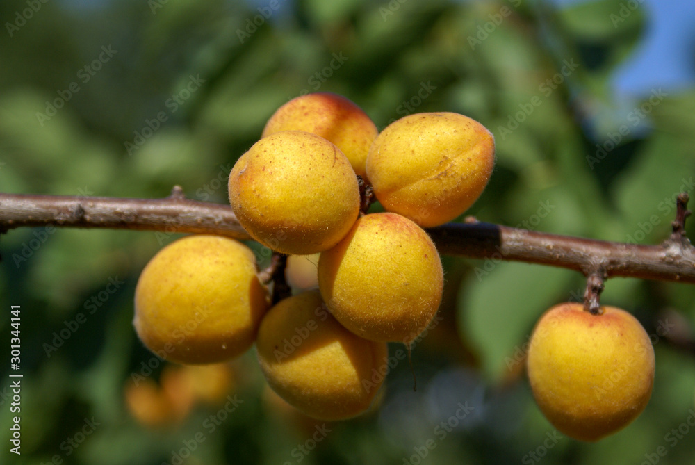 Ripe Siberian apricots on a branch. Shot in sunny weather on a blurry background of foliage.