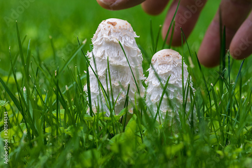 Fresh edible mushrooms (Barbuda or ink mushroom –coprinus comatus–) fresh among green grass. Hand and fingers catching the mushroom. photo