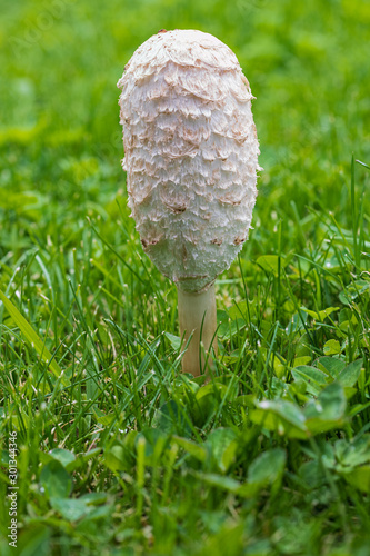 Fresh edible mushrooms (Barbuda or ink mushroom –coprinus comatus–) fresh among green grass.