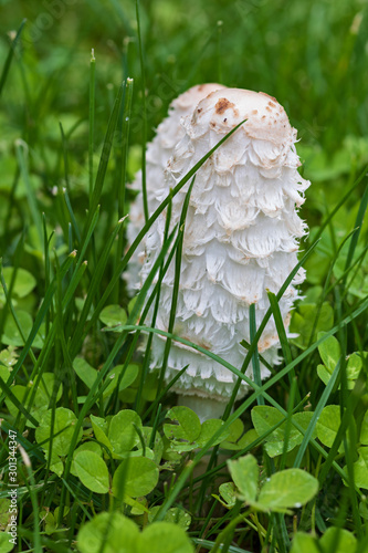 Fresh edible mushrooms (Barbuda or ink mushroom –coprinus comatus–) fresh among green grass. photo