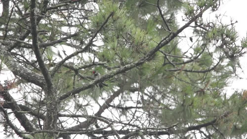 Acorn woodpecker (Melanerpes formicivorus) watching out in a tree Acorn woodpecker (Melanerpes formicivorus) watching out in a tree