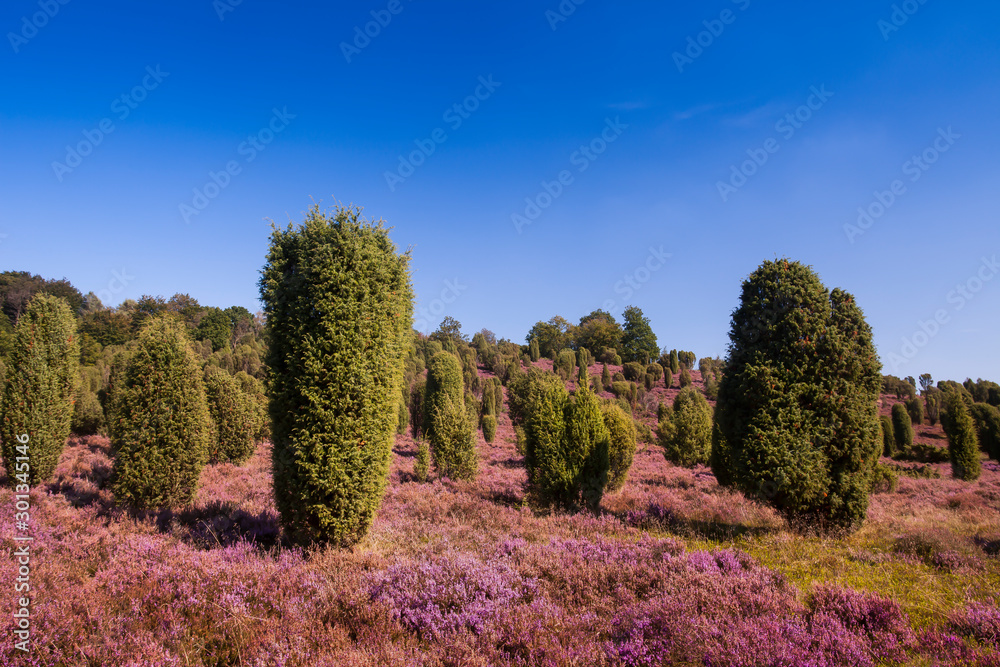 Landscape with flowering heather (Calluna vulgaris) nature reserve Lueneburg Heath, Lower Saxony, Germany, Europe