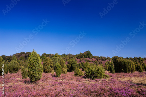 Landscape with flowering heather  Calluna vulgaris  nature reserve Lueneburg Heath  Lower Saxony  Germany  Europe