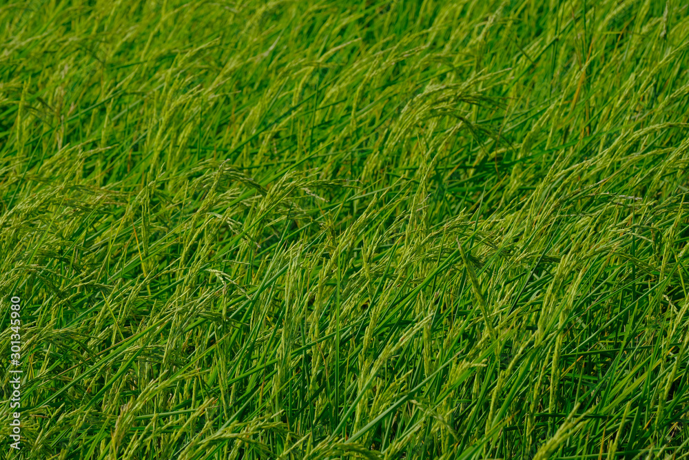 Rice field in the countryside very green fresh in the farm. Rice field in the countryside very green fresh in the farm.