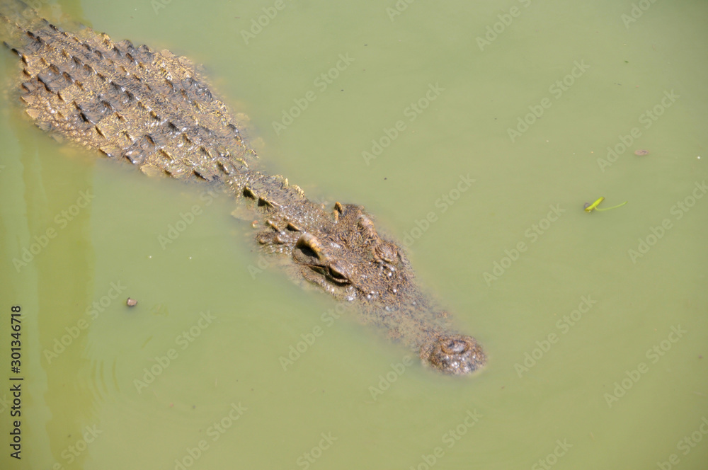 crocodile floating in water crocodile floating in water
