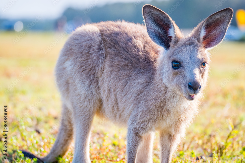 A joey in the wild in Coombabah Queensland 