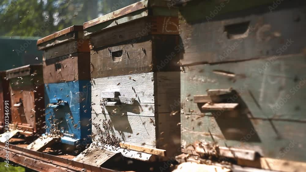 Honeybees surrounding beehive boxes Honeybees surrounding beehive boxes
