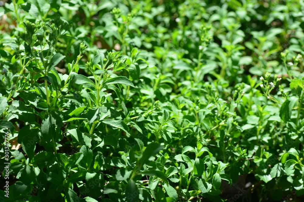 Stevia rebaudiana Bertoni Stevia rebaudiana Bertoni