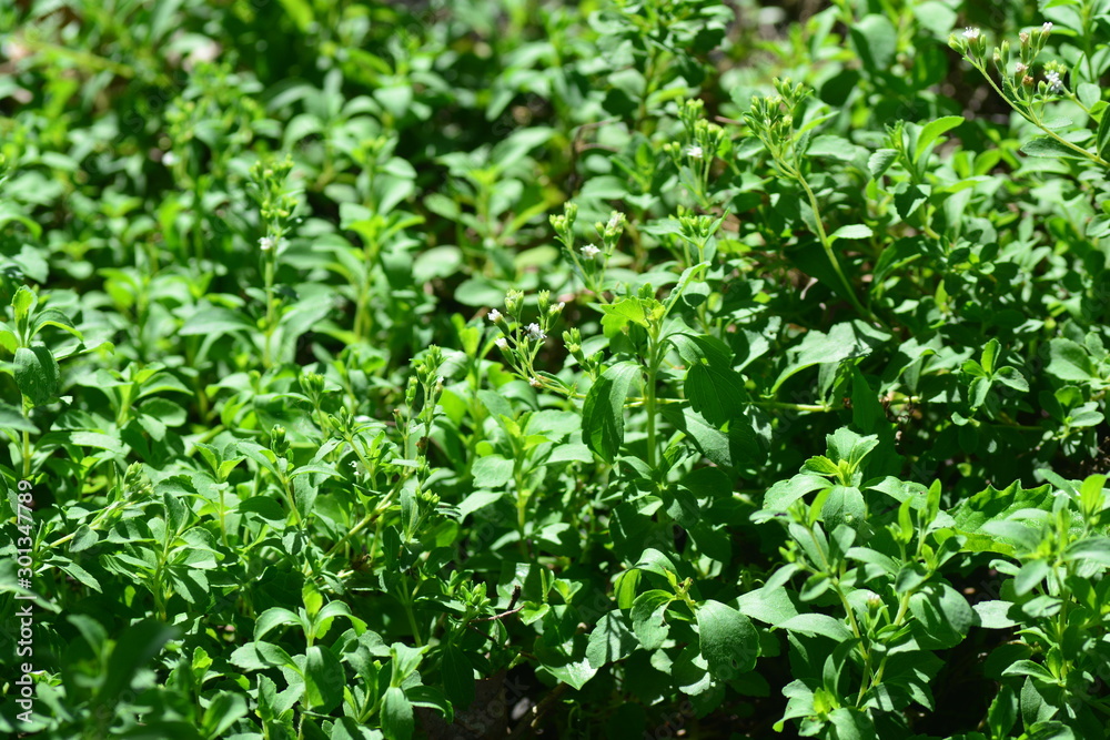 Stevia rebaudiana Bertoni Stevia rebaudiana Bertoni