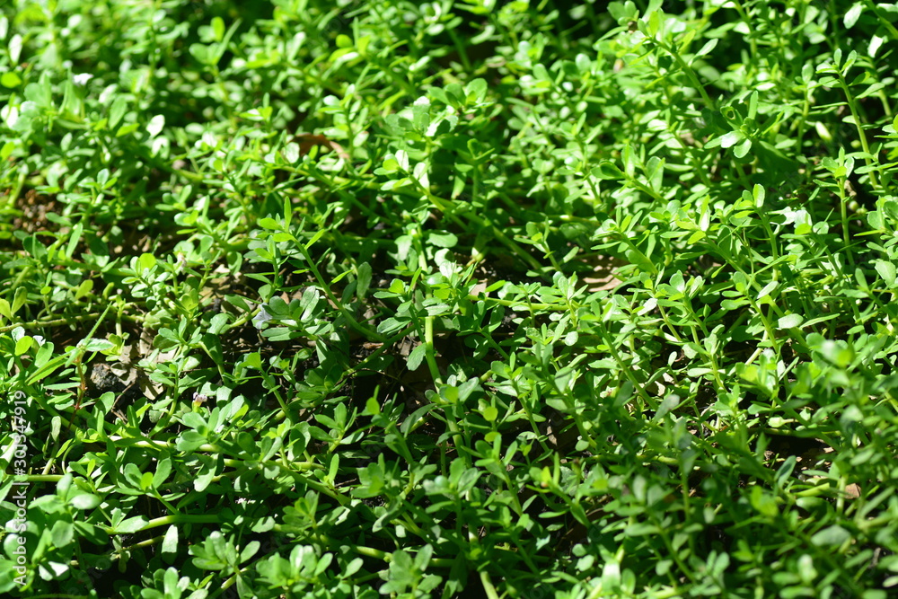 Brammi or Bacopa monnieri Wettst Brammi or Bacopa monnieri Wettst