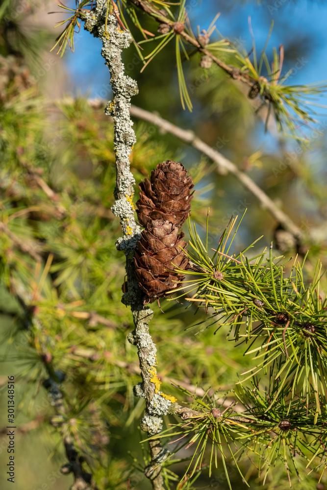 Zapfen der Lärche (lat. Larix decidua) - Hochformat