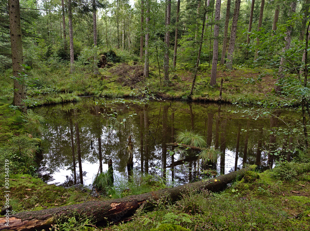 Obraz premium A pond in a bavarian forest