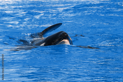 Schwertwal oder Orca (Orcinus orca) schwimmt im Wasser von vorne