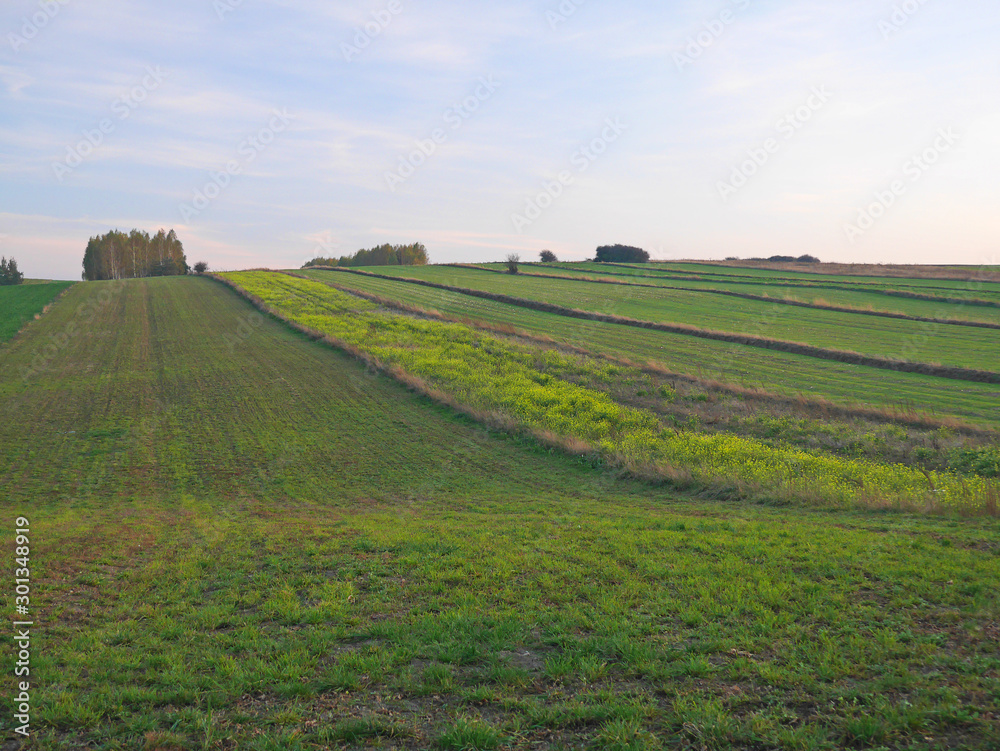 rural landscape with wheat field scenery