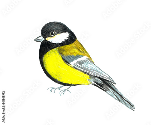 Seasonal little bird tit painted with watercolors and colored pencils isolated on a white background. For winter design of cards, stickers, prints. © MaxNadya