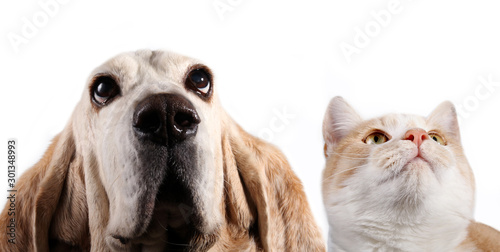 Dog and red cat on white background