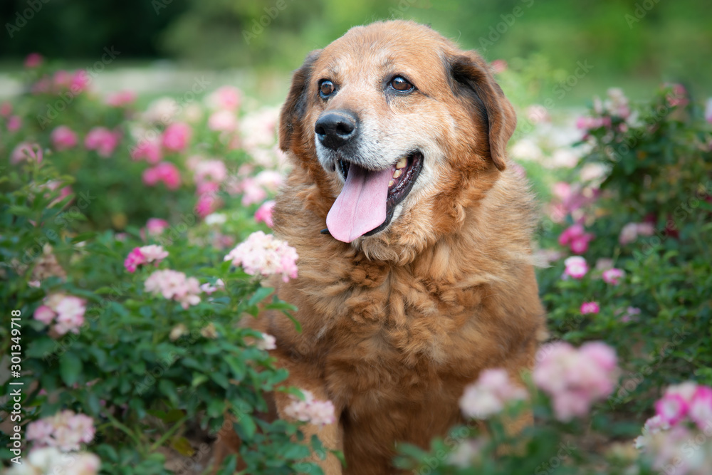 Dog from dogs shelter posing for the photo Dog from dogs shelter posing for the photo