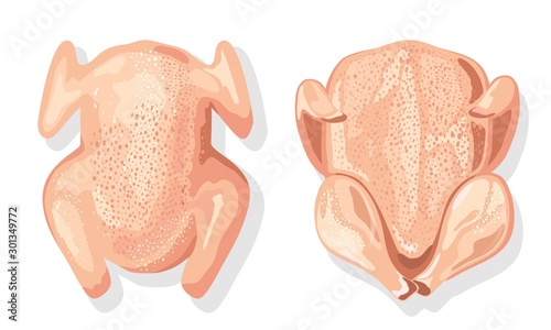 Whole raw chicken, turkey, goose or duck for cooking festive dish for Christmas or Thanksgiving day. Front and back view of fresh poultry. Vector cartoon illustration isolated on white background.