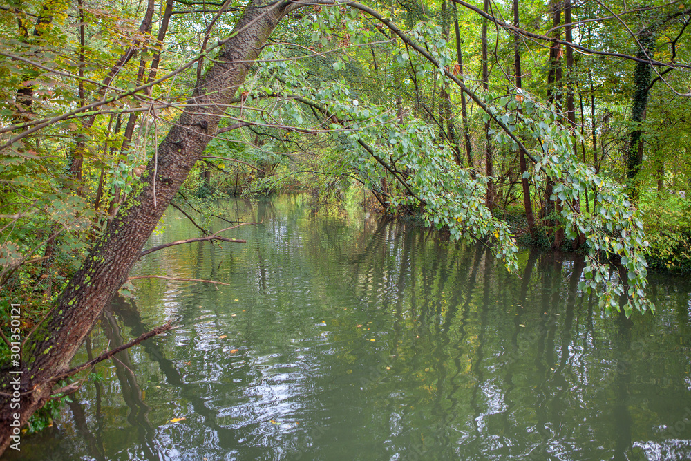 river scenery among green trees 